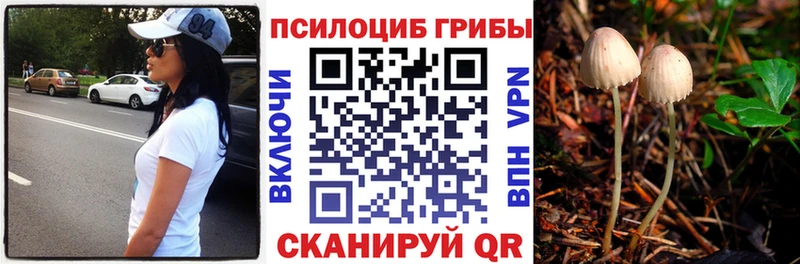 магазин продажи наркотиков  Михайловск  Галлюциногенные грибы Psilocybe 